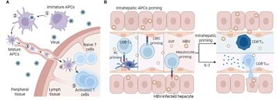 Abnormally primed CD8 T cells: The Achilles’ heel of CHB